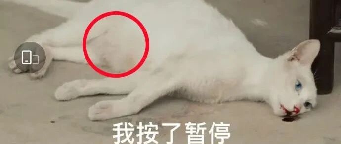 热播电视剧为了拍几秒镜头，竟毒死一只猫？！