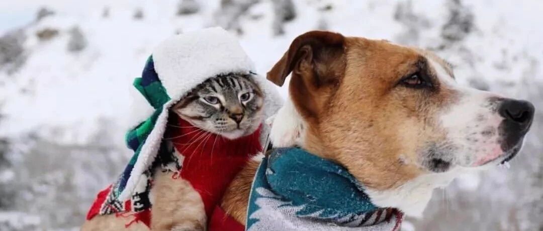 猫狗双全的最大烦恼，竟是...哈哈哈！