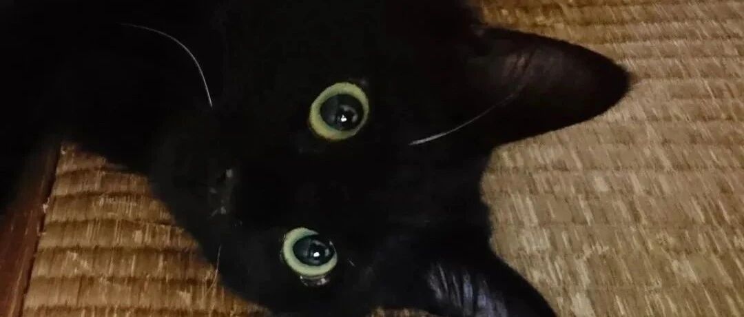 猫咪走丢后，铲屎官被迫无奈用上玄学找猫，结果真成功了！