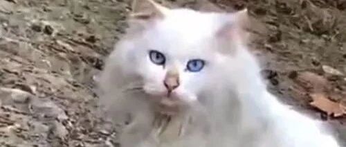妹纸遇见一只流浪猫，看清长相后被惊艳到了：真是落难“公主”啊！