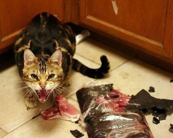 20张照片证明,猫比你想象的要可怕!-友友