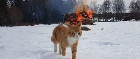 20张照片证明，猫比你想象的要可怕！