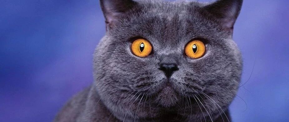 千万不要养蓝猫，因为...