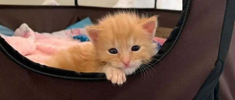 妹纸不放弃重病小橘猫，24小时照顾，一年后竟长成...巨巨兽！