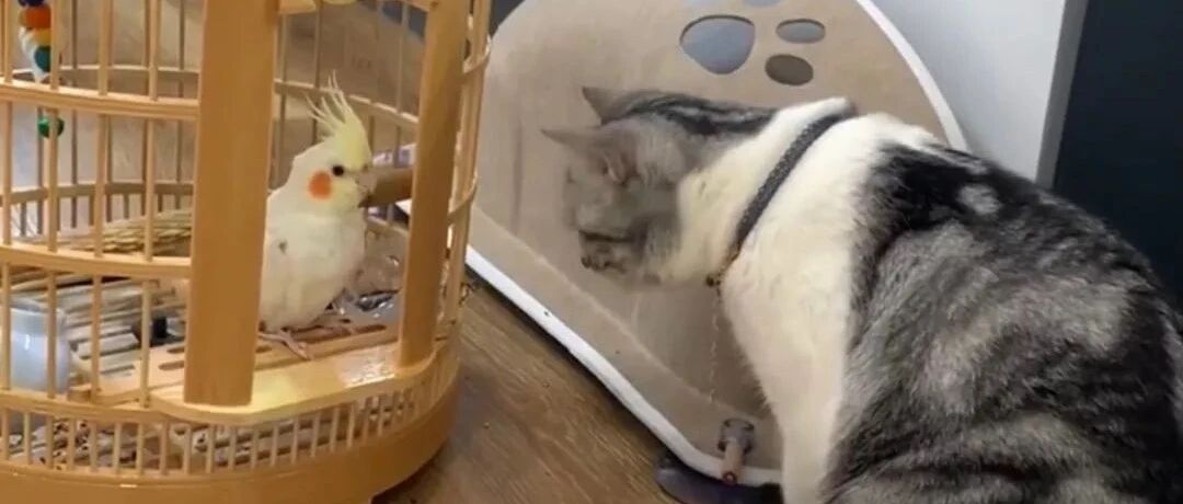 那个2千万粉丝的网红猫博主，最终还是害死了她养的鸟！