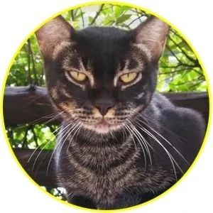 小男孩亲了一下猫，其他猫的反应直接亮了！