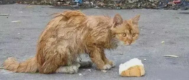 女子身价几十万，自从救助流浪猫后却饿成皮包骨，让人震惊！