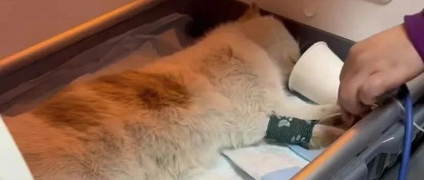 怀孕猫妈不幸被车撞，猫爸生死相依，竟这样做，真的看哭了！