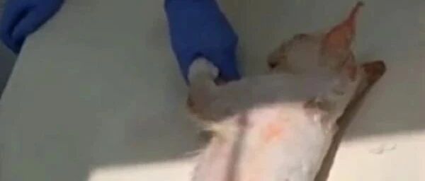 太原男子用开水浇怀孕母猫：腹中4只小猫全部死亡！