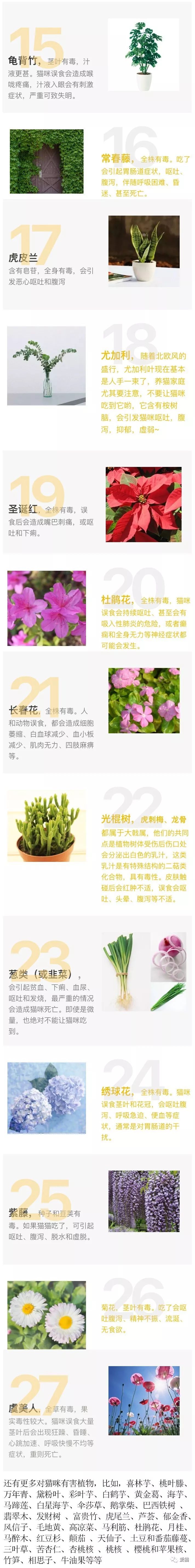 春节买花时 必须先看这篇图文 90 以上常见的花草会让猫中毒 柠檬资讯