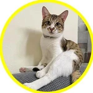 网友半夜被猫吵醒，正要发火时，却发现猫救了她一命！