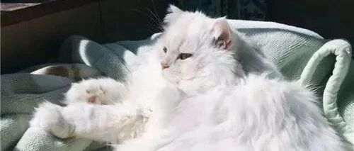 一大波巨型猫猫！除了缅因和布偶猫，原来还有这么多大可爱！