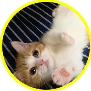 猫咪太受欢迎也不是什么好事，这只小猫就深有体会...