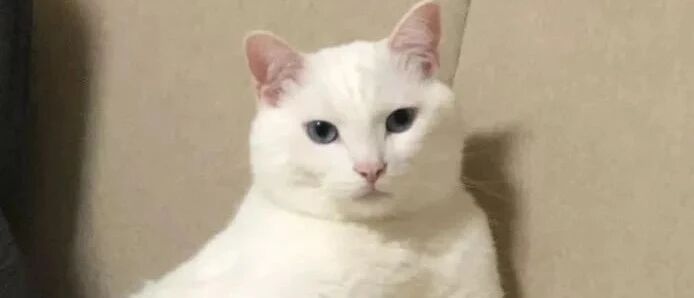 “我寻思流浪猫能有多好看，结果...真香！”