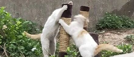 “流浪猫的快乐”