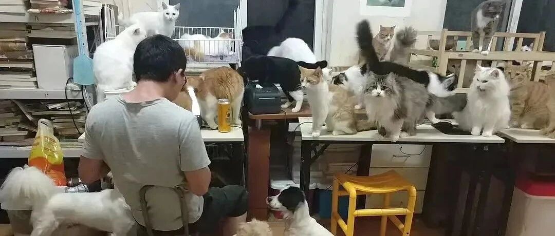 那个救助流浪猫10多年的书生，去世了...