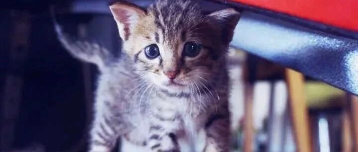 “中华田园猫的颜值，从来就没有输过！”