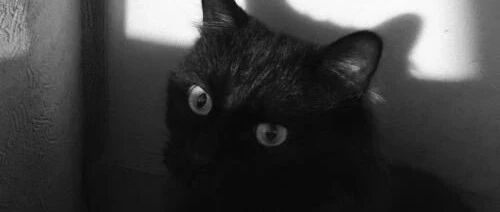 猫很生气对着空气打了几拳，主人好奇把镜头拉近一看，笑到头掉！