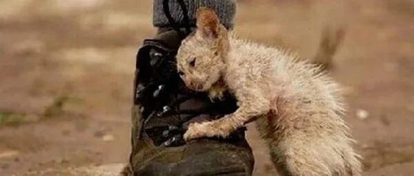 流浪猫为什么不停的主动蹭你？真相竟是...