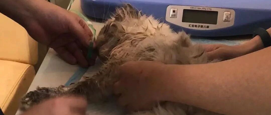 “我家的猫坐顺风车，被活活闷死了！”