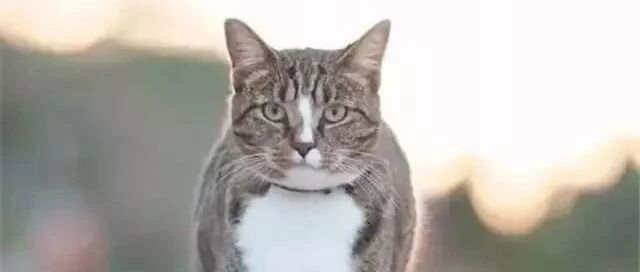 同是狸花猫，为什么别人家的猫就这么炫酷！