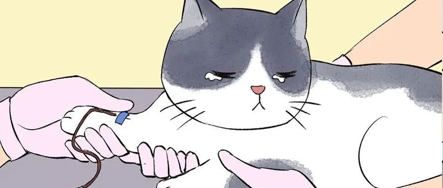 血猫，短暂的一生！