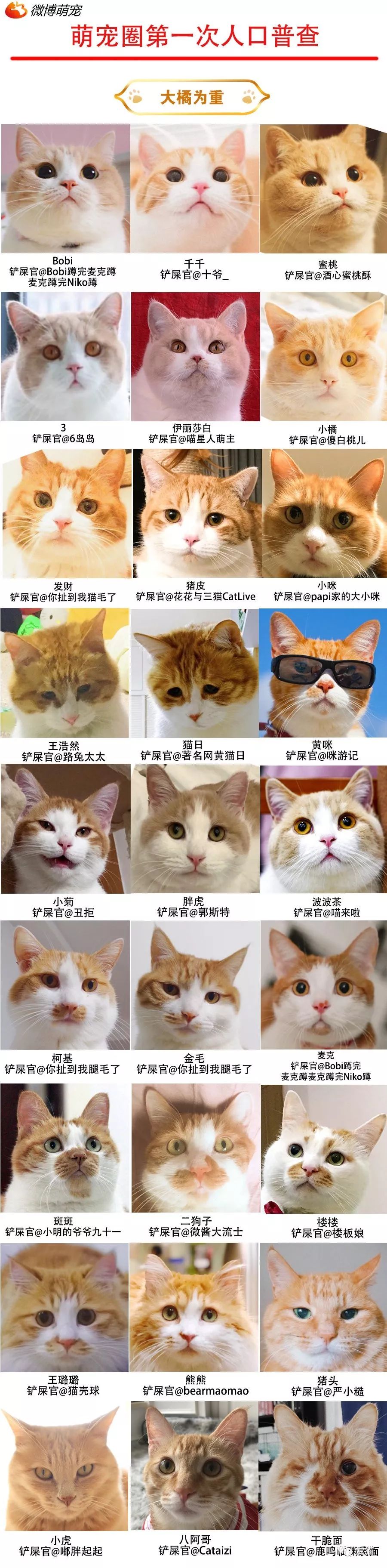 《中國吸貓簡史》 寵物 第12張