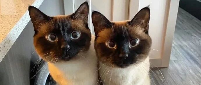 “我寻思着世界上有没有两只相同的猫，直到...”