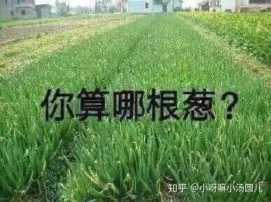 「應該批評喂流浪貓廉價糧的人嗎？」 萌寵 第8張