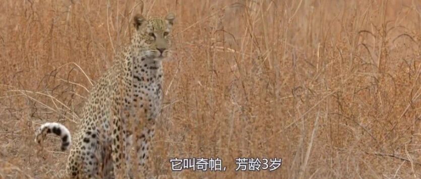 花豹奇帕！堪称啃老界的扛把子，把老母亲气的连夜买了站票逃走了！