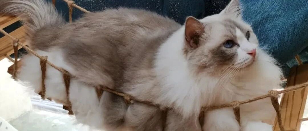 我寻思着在办公室养猫能有多快乐，直到…