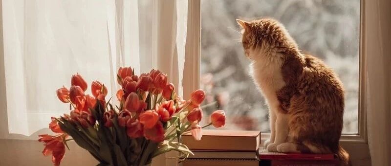 别人养猫收到的是“猫的报恩”，而我养猫收到的却是“猫的报仇”！