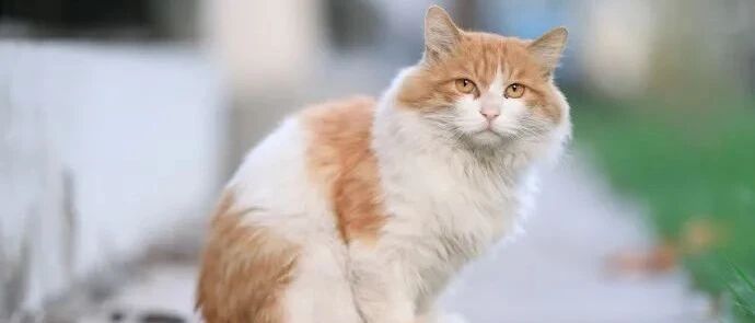 “可怜的小猫咪，吃了没文化的亏！”