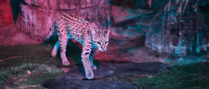 宠物豹猫背后的残酷真相！