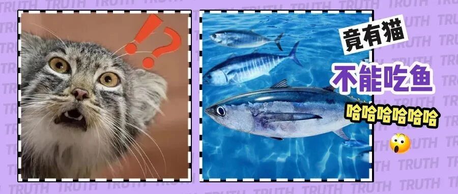 “无语子！我家猫竟对深海鱼粮过敏，一吃就吐！”