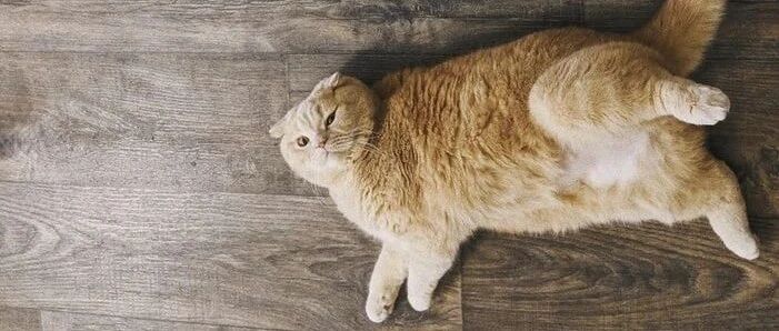 “猫一年只掉两次毛，一次掉半年！”