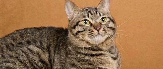 网友收养了一只流浪狸花猫，一年后...变巨猫，超吓人！