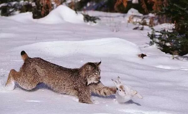 加拿大猞猁:表面上翘臀嫩猫,背地里超凶残!