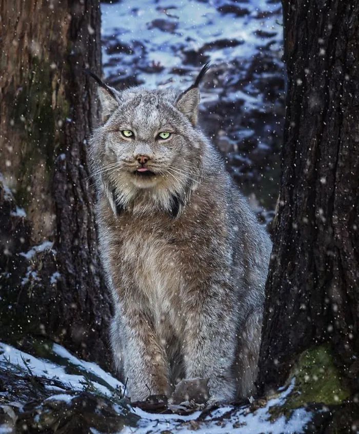 加拿大猞猁:表面上翘臀嫩猫,背地里超凶残!