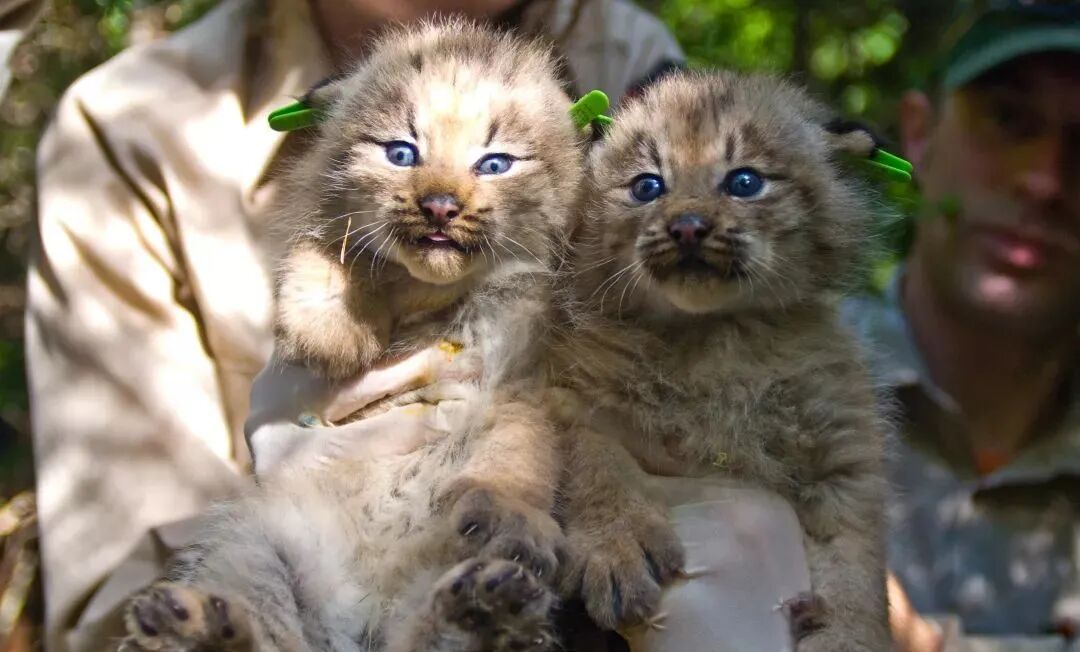 加拿大猞猁:表面上翘臀嫩猫,背地里超凶残!