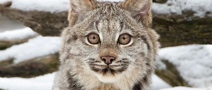 加拿大猞猁：表面上翘臀嫩猫，背地里超凶残！