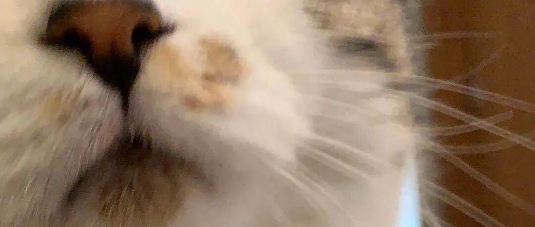 李荣浩崩溃：我家的猫太太太太黏人了！