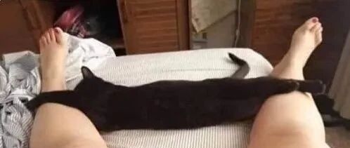“苍了个天！我养的猫是一条内裤成精变的！”
