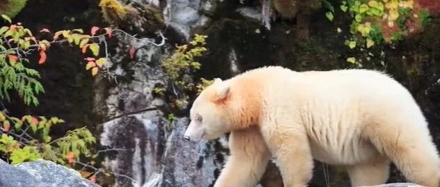 史上最倒霉的熊？被错认北极熊送到北极，冻到哆嗦还被北极熊暴打！