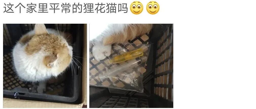 网购平台惊现宠物“活体盲盒”，为了赚钱人性都没了！