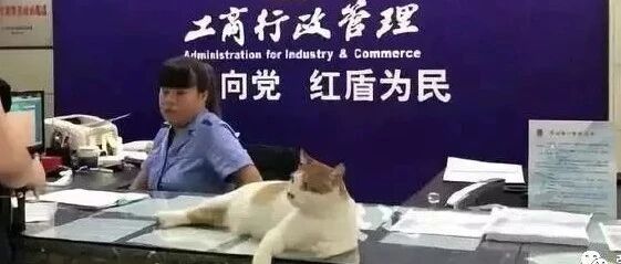 “我寻思着一只猫能有多成功，嗯，它是国家公务员！”