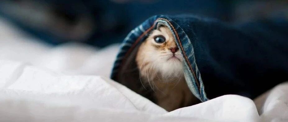 @中戏，进来录取这些成精的猫吧！