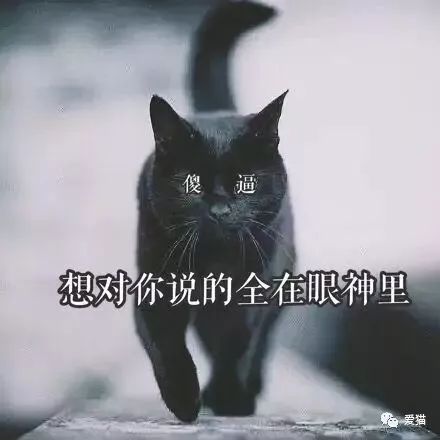 「視力不好的人，千萬別養黑貓！」 寵物 第29張