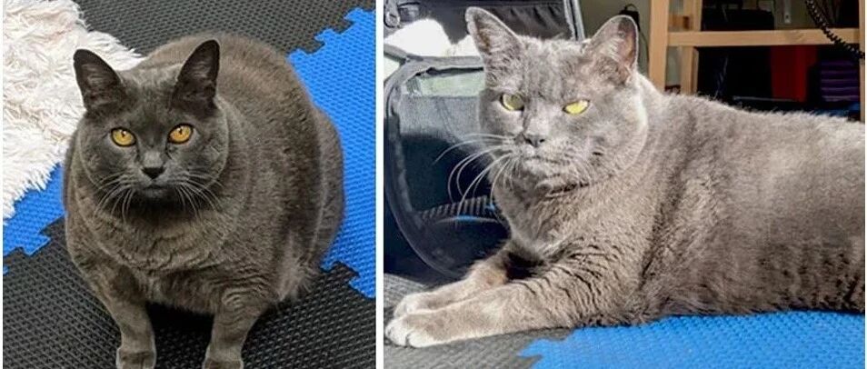 “哇，那只36斤重的网红肥猫终于减肥成功了！”