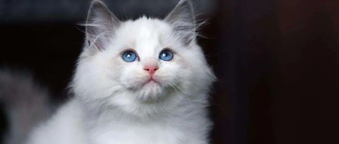 网友抓老鼠时猫咪却在一旁观看，查看监控后呆住了：我滴个乖乖！